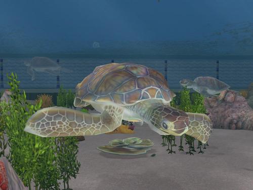 Zoo Tycoon 2: Marine Mania Screenshot
